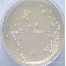 Bacillus thuringiensis senkt für Tierfutter Verwendung